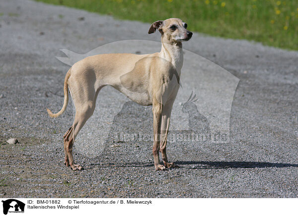 Italienisches Windspiel / Italian greyhound / BM-01882