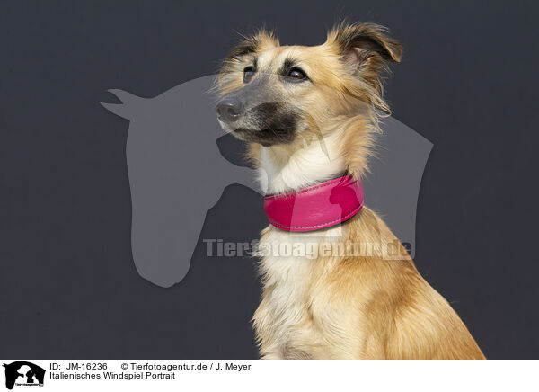 Italienisches Windspiel Portrait / Italian Greyhound Portrait / JM-16236