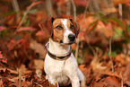 Jack Russell