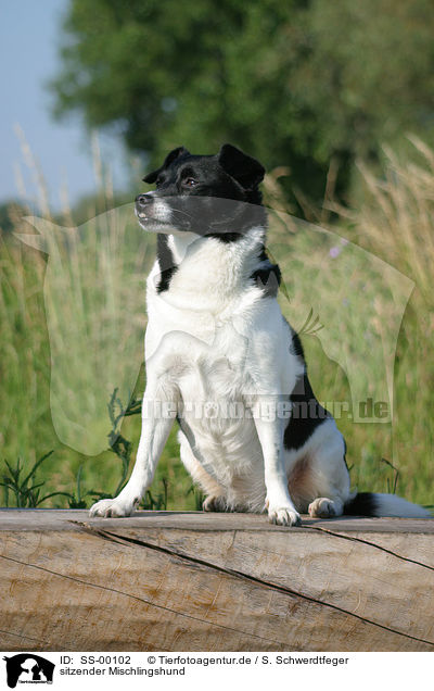 sitzender Mischlingshund / SS-00102