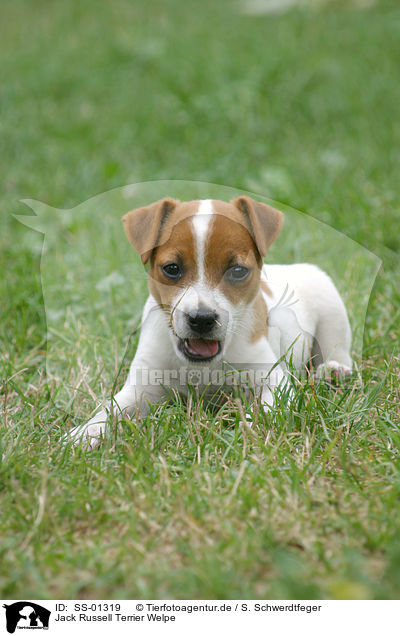 Jack Russell Terrier Welpe / Jack Russell Terrier Puppy / SS-01319