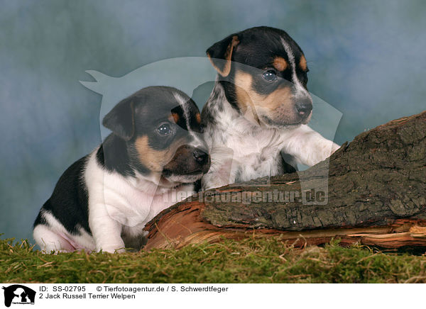 2 Jack Russell Terrier Welpen / 2 Jack Russell Terrier Puppies / SS-02795