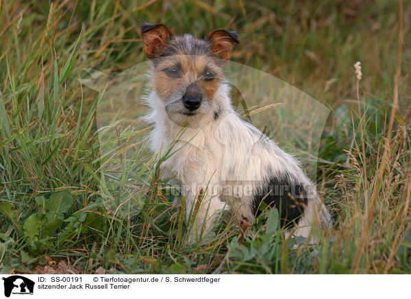 sitzender Jack Russell Terrier / sitting Jack Russell Terrier / SS-00191