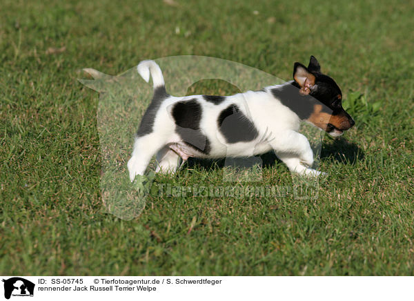 rennender Jack Russell Terrier Welpe / running Jack Russell Terrier puppy / SS-05745