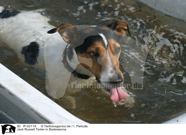 Jack Russell Terrier in Badewanne / IP-02119