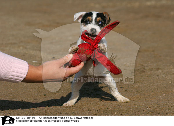 niedlicher spielender Parson Russell Terrier Welpe / cute playing Parson Russell Terrier puppy / SS-18446