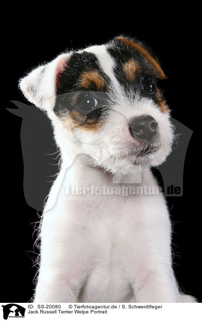 Jack Russell Terrier Welpe Portrait / SS-20080