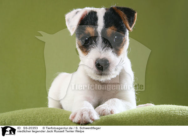 Parson Russell Terrier Welpe / Parson Russell Terrier Puppy / SS-20353