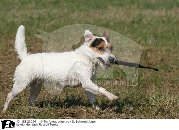 spielender Jack Russell Terrier / SS-23096