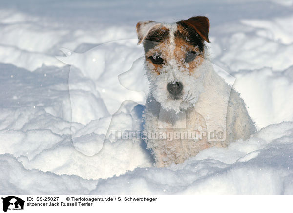sitzender Parson Russell Terrier / sitting Parson Russell Terrier / SS-25027