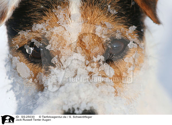 Parson Russell Terrier Augen / Parson Russell Terrier eyes / SS-25030