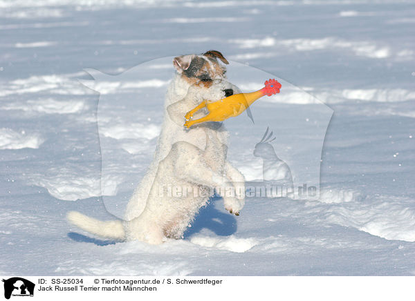 Parson Russell Terrier macht Mnnchen / Parson Russell Terrier shows trick / SS-25034