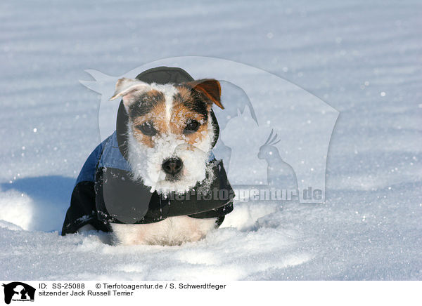 sitzender Parson Russell Terrier / sitting Parson Russell Terrier / SS-25088