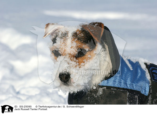 Parson Russell Terrier Portrait / Parson Russell Terrier Portrait / SS-25090