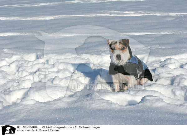 sitzender Parson Russell Terrier / sitting Parson Russell Terrier / SS-25094