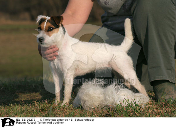 Rarson Russell Terrier wird getrimmt / trimming a Parson Russell Terrier / SS-26276