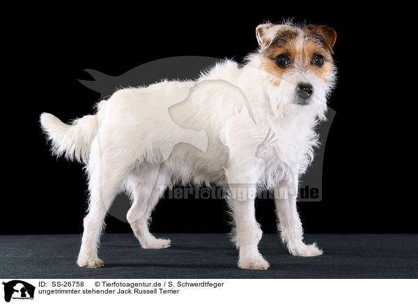 ungetrimmter Parson Russell Terrier / untrimmed Parson Russell Terrier / SS-26758
