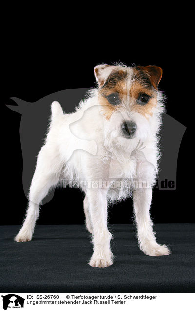 ungetrimmter Parson Russell Terrier / untrimmed Parson Russell Terrier / SS-26760