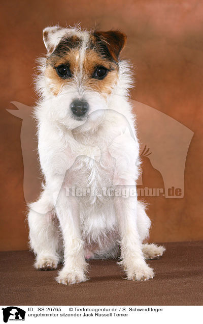 ungetrimmter Parson Russell Terrier / untrimmed Parson Russell Terrier / SS-26765