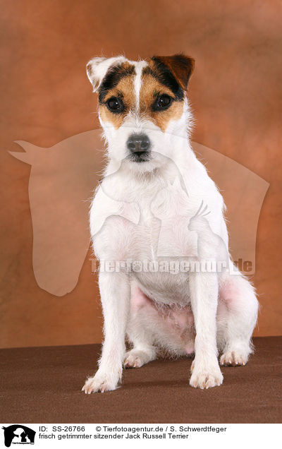frisch getrimmter Parson Russell Terrier / trimmed Parson Russell Terrier / SS-26766