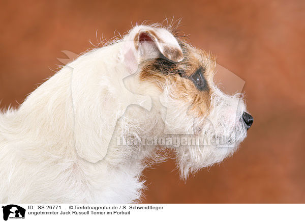 ungetrimmter Parson Russell Terrier / untrimmed Parson Russell Terrier / SS-26771