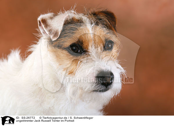 ungetrimmter Parson Russell Terrier / untrimmed Parson Russell Terrier / SS-26772