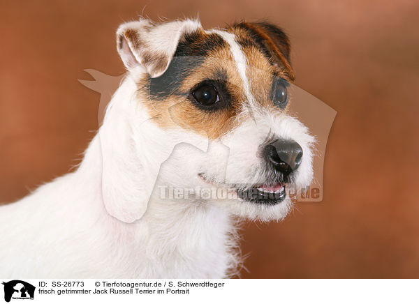 frisch getrimmter Parson Russell Terrier / trimmed Parson Russell Terrier / SS-26773