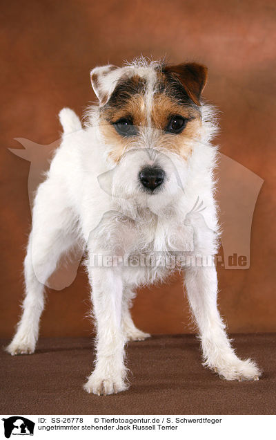 ungetrimmter Parson Russell Terrier / untrimmed Parson Russell Terrier / SS-26778