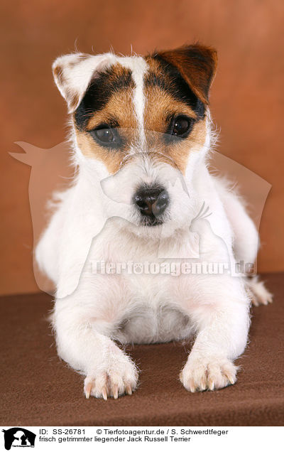 frisch getrimmter Parson Russell Terrier / trimmed Parson Russell Terrier / SS-26781