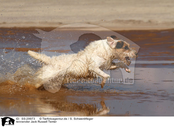 rennender Parson Russell Terrier / running Parson Russell Terrier / SS-29973