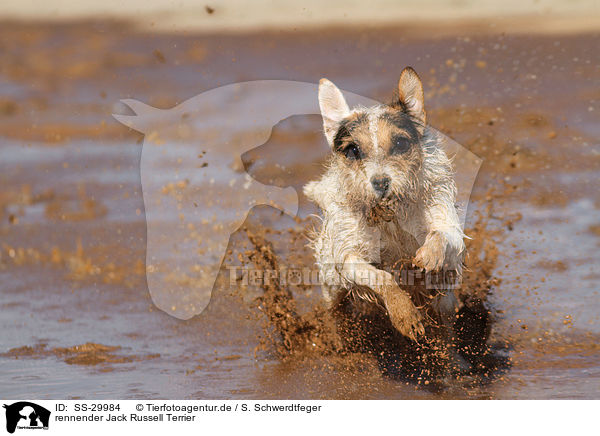 rennender Parson Russell Terrier / running Parson Russell Terrier / SS-29984