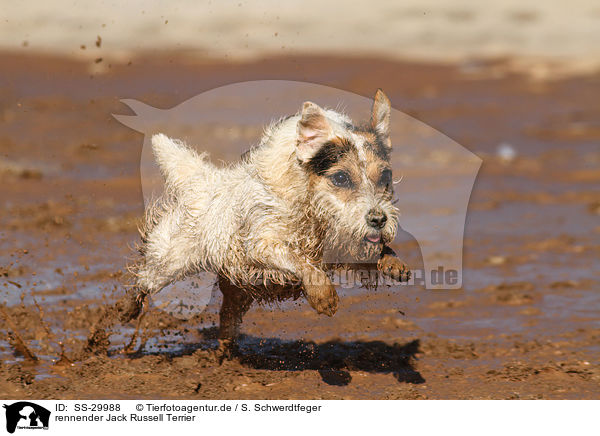 rennender Parson Russell Terrier / running Parson Russell Terrier / SS-29988