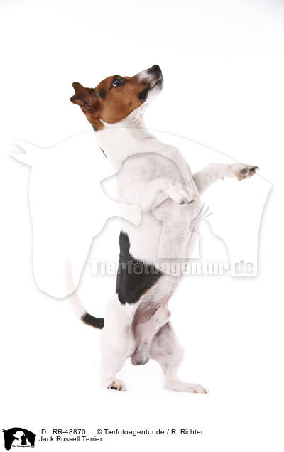 Jack Russell Terrier / Jack Russell Terrier / RR-48870