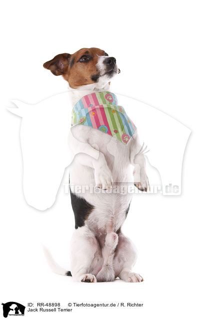 Jack Russell Terrier / Jack Russell Terrier / RR-48898