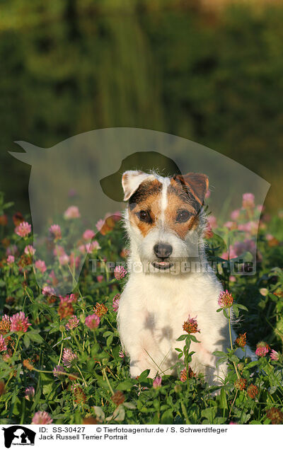 Parson Russell Terrier Portrait / Parson Russell Terrier Portrait / SS-30427