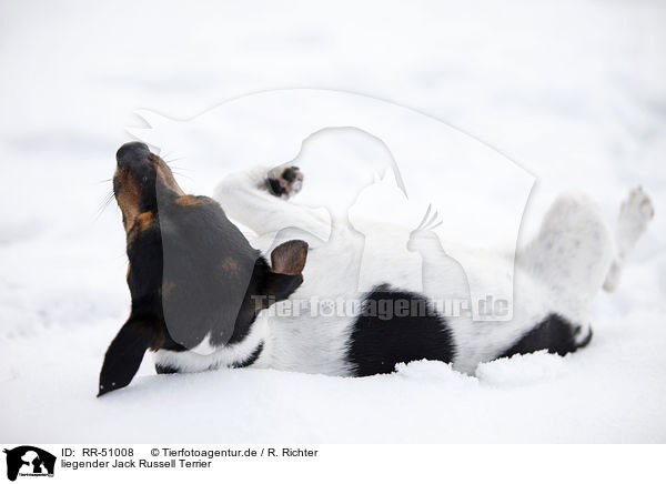 liegender Jack Russell Terrier / RR-51008
