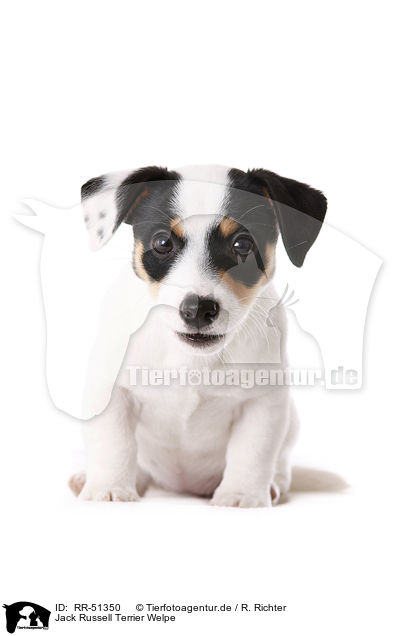 Jack Russell Terrier Welpe / RR-51350