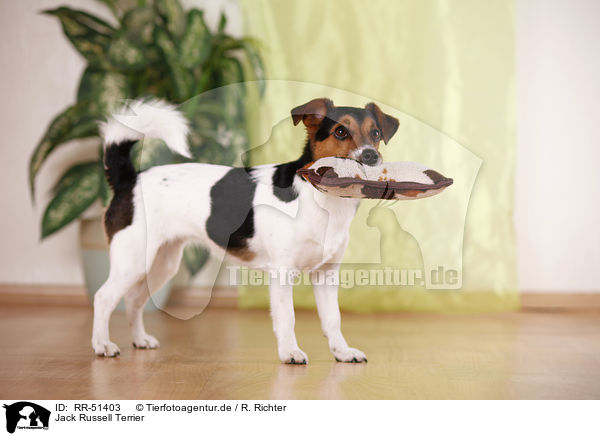 Jack Russell Terrier / RR-51403