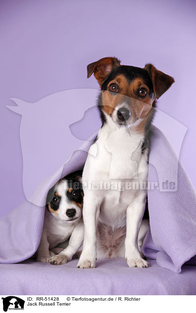 Jack Russell Terrier / RR-51428