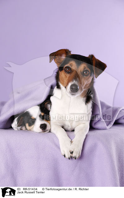Jack Russell Terrier / RR-51434