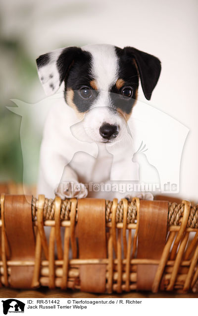 Jack Russell Terrier Welpe / RR-51442