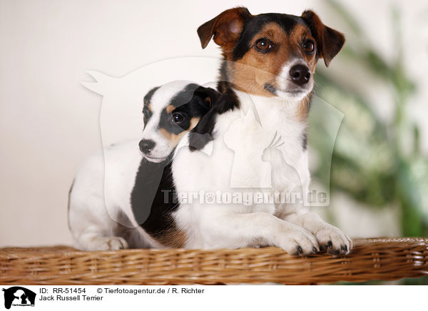 Jack Russell Terrier / RR-51454