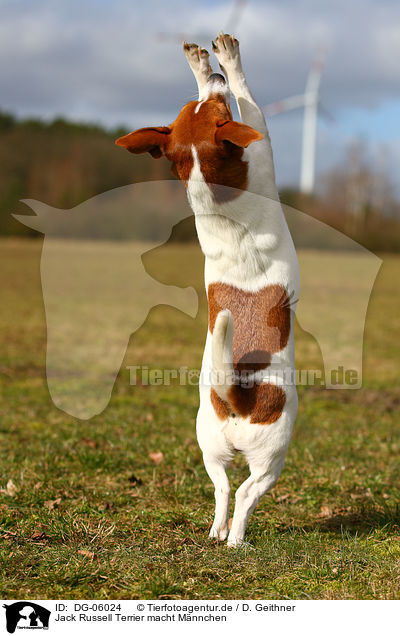 Jack Russell Terrier macht Mnnchen / DG-06024