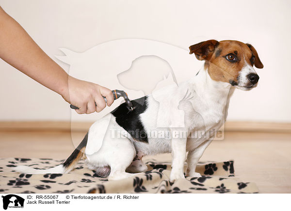 Jack Russell Terrier / Jack Russell Terrier / RR-55067