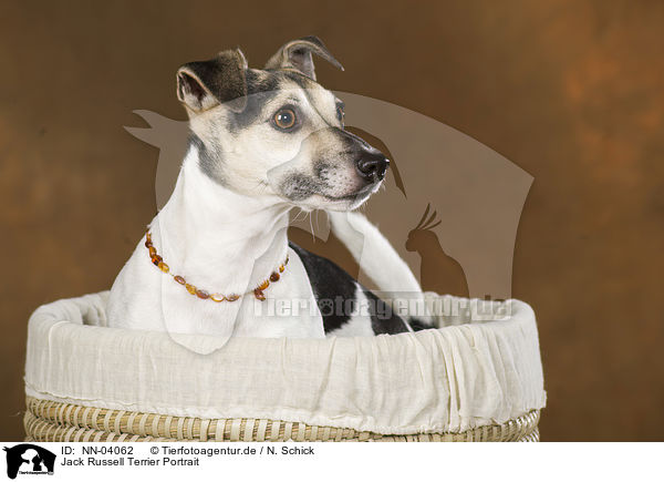 Jack Russell Terrier Portrait / Jack Russell Terrier Portrait / NN-04062