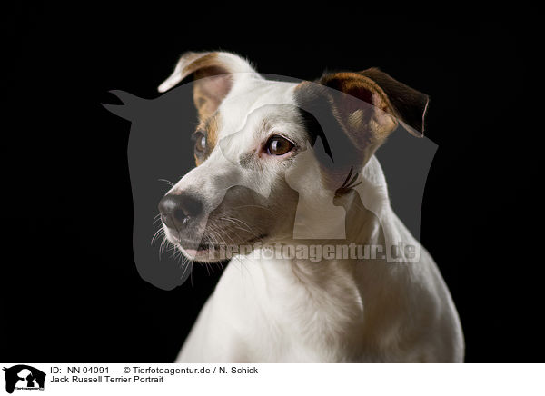Jack Russell Terrier Portrait / Jack Russell Terrier Portrait / NN-04091