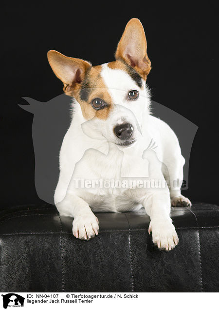 liegender Jack Russell Terrier / lying Jack Russell Terrier / NN-04107