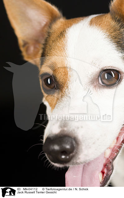Jack Russell Terrier Gesicht / Jack Russell Terrier face / NN-04112
