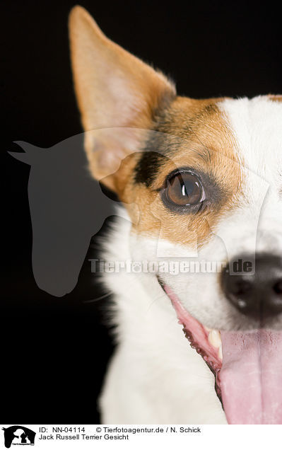 Jack Russell Terrier Gesicht / NN-04114