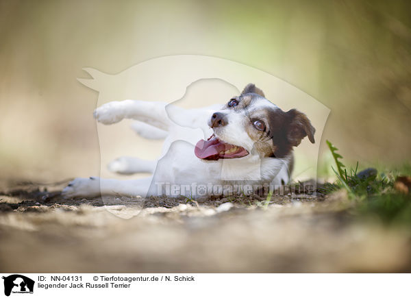 liegender Jack Russell Terrier / lying Jack Russell Terrier / NN-04131